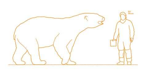 Polar Bear (Ursus maritimus) Dimensions & Drawings | Dimensions.com