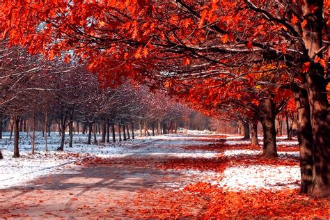 First Snowfall, Maple Orchard, British Columbia, Canada photo on Sunsurfer