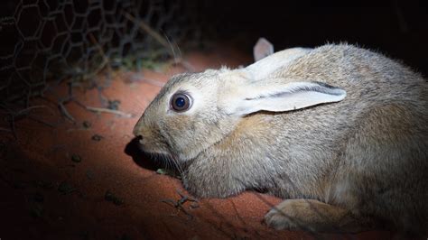 Invasive species and habitat loss our biggest biodiversity threats