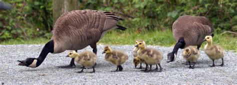 Canada Goose Nesting Season FAQ - Wildlife Rescue Association of BC