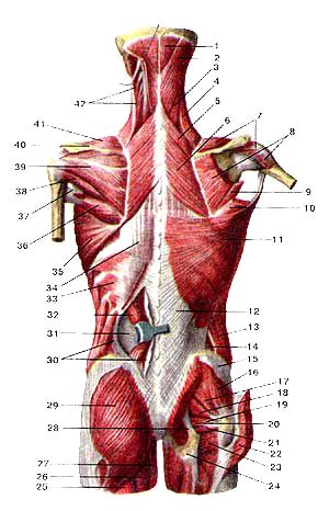Поверхностные мышцы спины | nextOHM строение человека