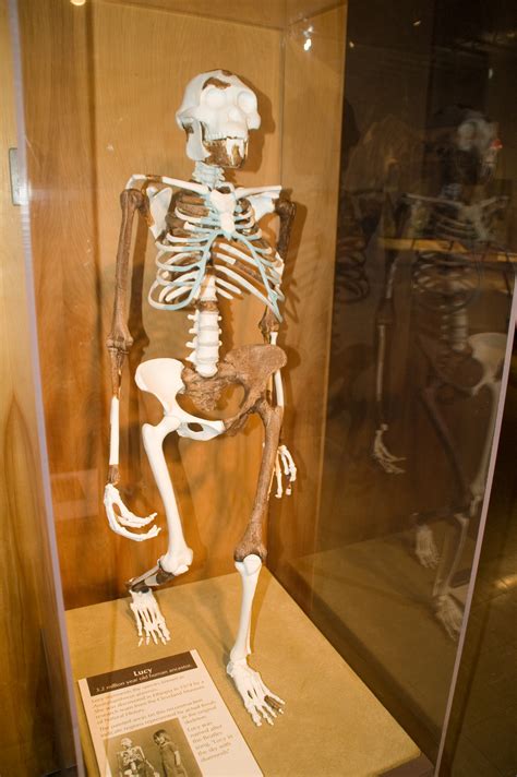 File:Lucy Skeleton.jpg - Wikimedia Commons