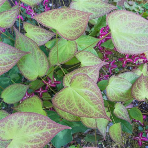 23 Ground Cover Plants For Shade (That Add Texture) - Artsy Pretty Plants