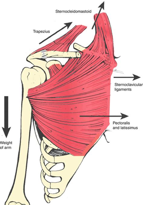 Clavicle Muscle Attachments