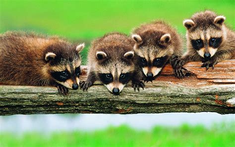 animals, Raccoons Wallpapers HD / Desktop and Mobile Backgrounds