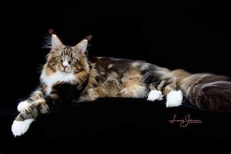 Dawntreadermainecoons - Breeder, American Polydactyl Maine Coon Cats, Maine Coon Kittens for Sale