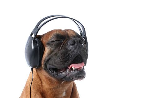 6,600+ Dog With Headphones Stock Photos, Pictures & Royalty-Free Images - iStock