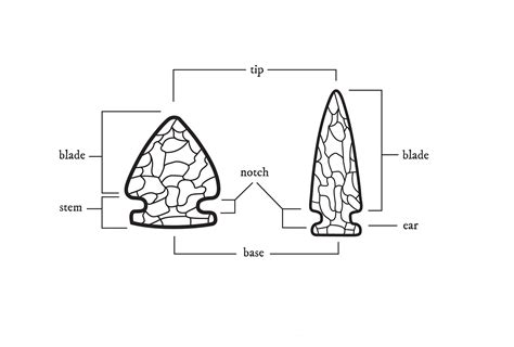 Arrowhead Anatomy