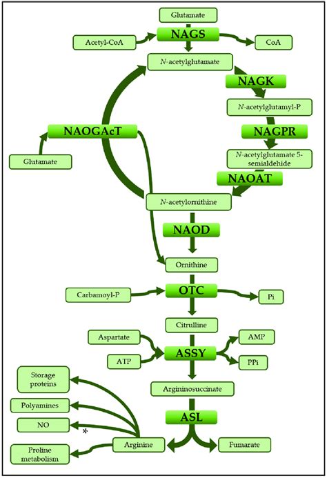 Arginine biosynthesis. Schematic pathway of arginine biosynthesis from ...