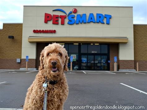 Spencer the Goldendoodle went to PetSmart for a some pampering by one of their groomers. Check ...