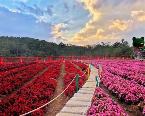 Cánh đồng hoa Đà Lạt: Địa điểm checkin hot nhất - FOCUS ASIA TRAVEL