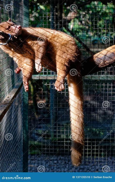 Civet cat kopi luwak editorial stock photo. Image of kopi - 137135518