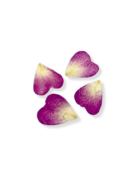 Purple Rose Petals| Reschimica