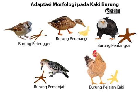 Contoh Adaptasi Morfologi pada Hewan | idschool