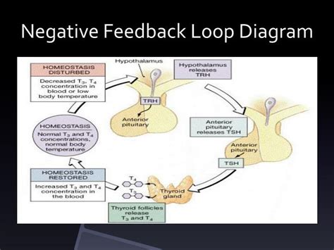 [DIAGRAM] Phrase Feedback Loop Diagram - MYDIAGRAM.ONLINE