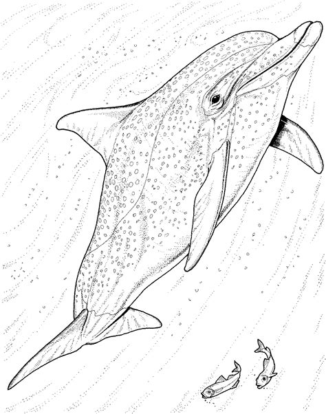 Free Dolphin Coloring Pages