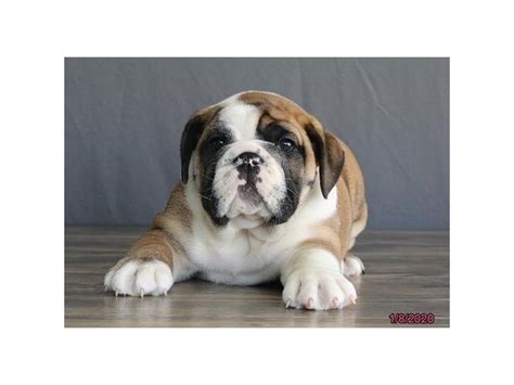 English Bulldog-DOG-Male-Red-2588832-Petland Lewis Center