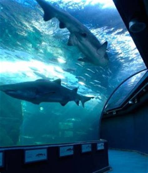 Dive with sharks at the Two Oceans Aquarium