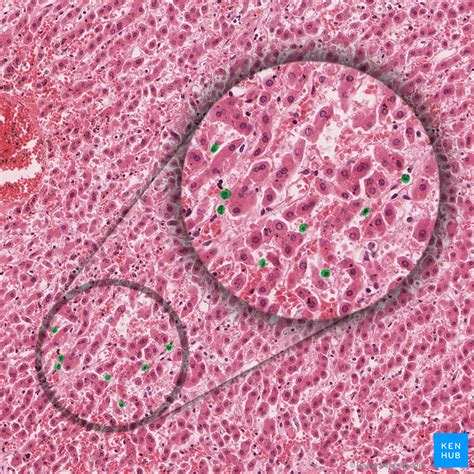 Liver Histology Kupffer Cells