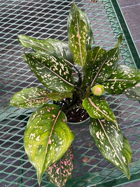 5 Aglaonema Pink Dalmatian | Etsy