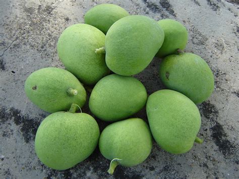 green unripe mango Free Photo Download | FreeImages