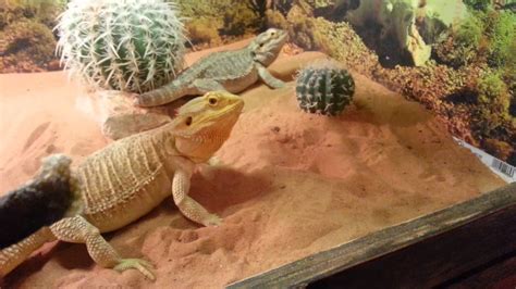 Bearded Dragon habitat setup. #beardeddragonhabitat | Bearded dragon cute, Bearded dragon ...