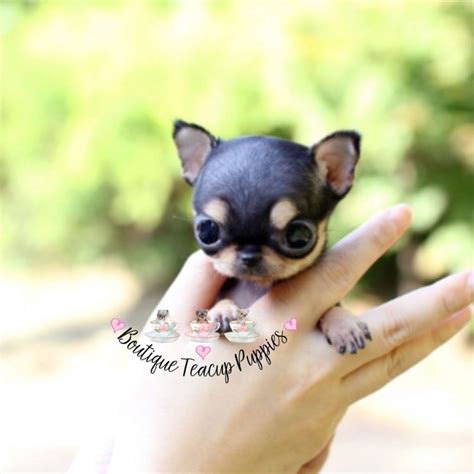 Fluffy Teacup Chihuahua Puppies - Pets Lovers