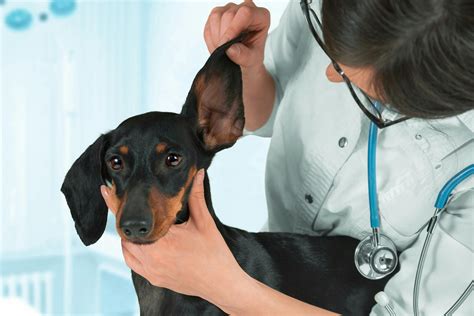 Ear Hematoma in Dogs - Symptoms, Causes, Diagnosis, Treatment, Recovery ...