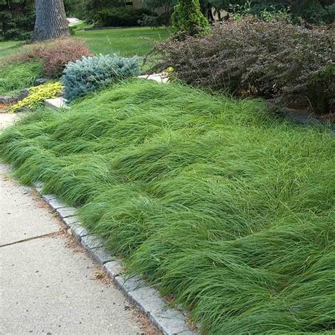 Pennsylvania Sedge | Perennials | Ground cover, Lawn alternatives ...