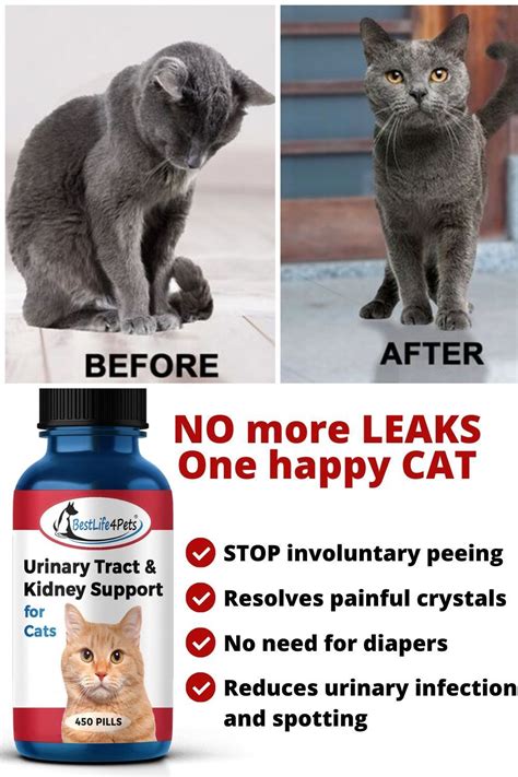 Urinary Tract Infection and Kidney Support Remedy for Cats (450 pills) | Cat uti, Cat medicine ...