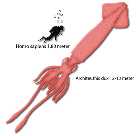 A Sea Monster’s Genome – Full Genetic Sequence of the Elusive Giant Squid