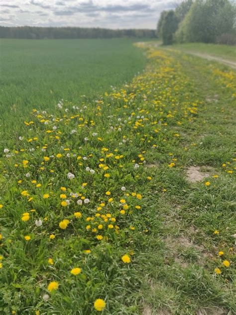 Flower road | Flower road, Nature, Flowers