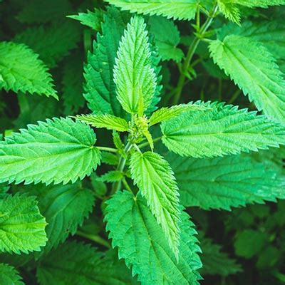 Stinging Nettle Rash: Symptoms, Causes, Treatments, 58% OFF