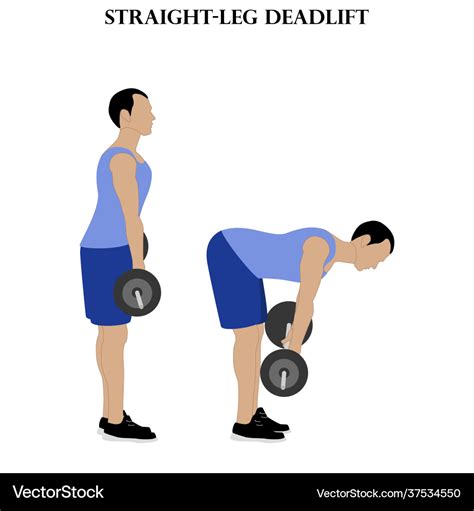 Straight leg deadlift exercise strength workout Vector Image