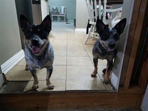 Is Blue Heeler Chihuahua Mix (Chi-heeler) Right For You? - Healthy Homemade Dog Treats