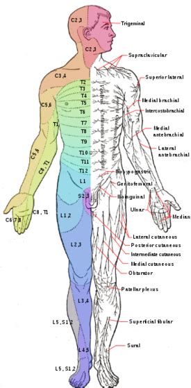 Lumbar Radiculopathy - Physiopedia