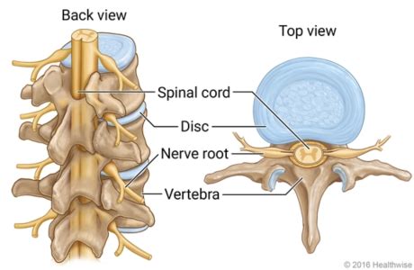 Spinal cord anatomy Video & Image