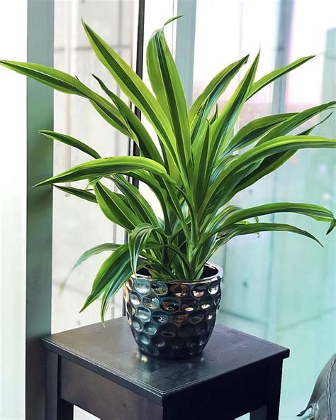 A large group of easy-care houseplants with interesting strappy foliage ...