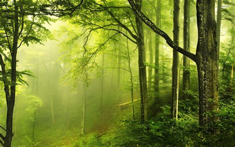 Beautiful-Green-Forest-Nature-Wallpaper-Desktop – JAKARTA ANIMAL AID NETWORK