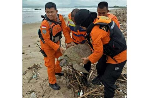 'All lives matter': Indonesia saves tsunami-stranded turtles