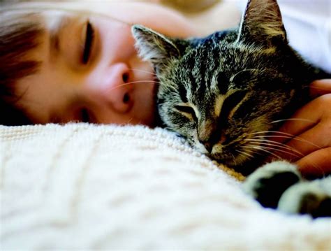 A Cat’s Healing Purr | Cats, Cat purr, Pets cats