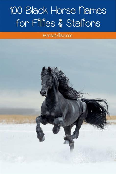 100 Beautiful Black Horse Names for Fillies & Stallions | Horse names, Horses, Black horse