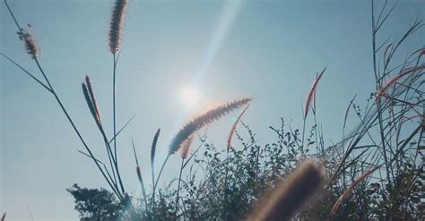 Spikelets Arrangement On Wild Grass Free Stock Video Footage, Royalty ...