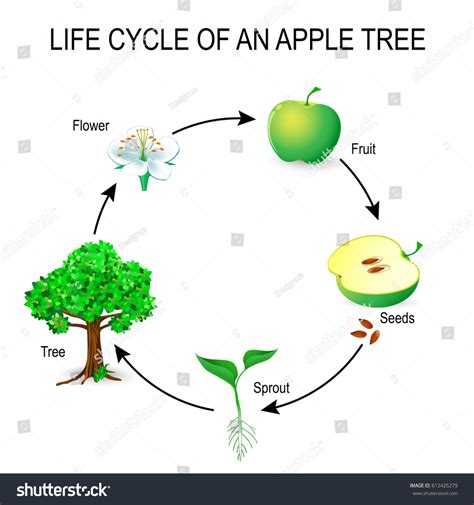 Stages Of Plant Growth Diagram