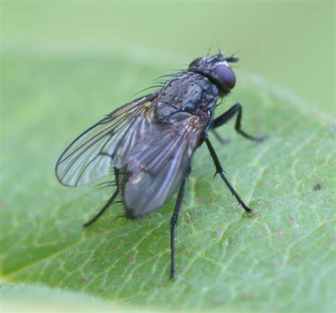 File:Black fly Isojärvi.JPG - Wikimedia Commons