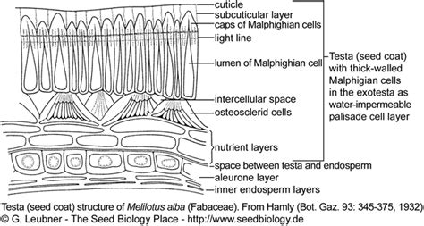 The Seed Biology Place - Seed Dormancy