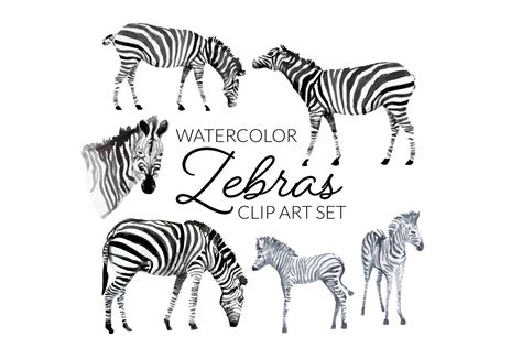 Watercolor Zebra Clipart | digitalpresscreation.com