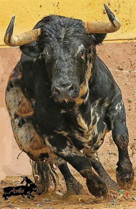 Pin by Stephen CRAIG on RODEO BULLS | Bull pictures, Majestic animals, Animals wild