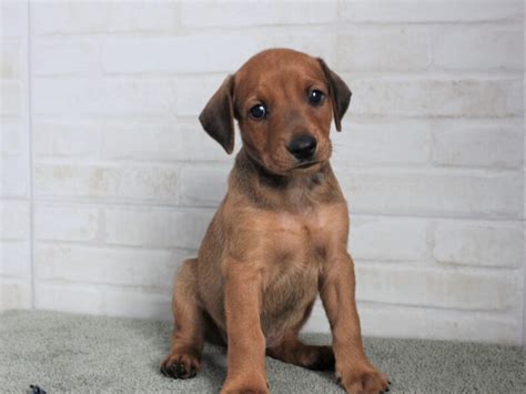 German Pinscher Puppies – Dogs Jelena Dog Shows