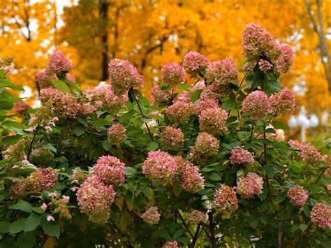 Best Fall Hydrangea Bushes For Late Season Blooms | Gardening Know How